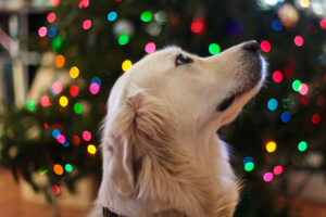 Christmas with your pet dog