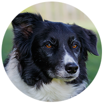Shelby, border collie dog